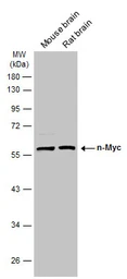 Anti-n-Myc antibody used in Western Blot (WB). GTX133721