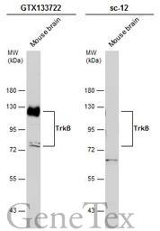 Anti-TrkB antibody used in Western Blot (WB). GTX133722