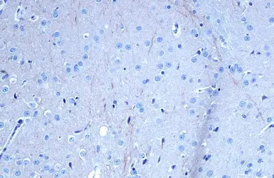 Anti-TrkB antibody used in IHC (Paraffin sections) (IHC-P). GTX133722