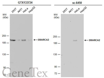 Anti-SMARCA2 antibody used in Western Blot (WB). GTX133724
