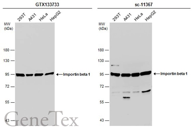 Anti-Importin beta 1 antibody used in Western Blot (WB). GTX133733