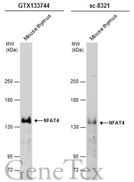 Anti-NFAT4 antibody used in Western Blot (WB). GTX133744