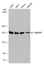 Anti-IQGAP1 antibody used in Western Blot (WB). GTX133750