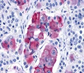 Anti-GPR10 antibody used in IHC (Paraffin sections) (IHC-P). GTX13376
