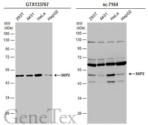 Anti-SKP2 antibody used in Western Blot (WB). GTX133767