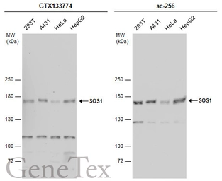 Anti-SOS1 antibody used in Western Blot (WB). GTX133774