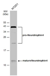 Anti-Neurotrophin 4 antibody used in Western Blot (WB). GTX133792