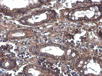 Anti-G protein beta antibody used in IHC (Paraffin sections) (IHC-P). GTX133801