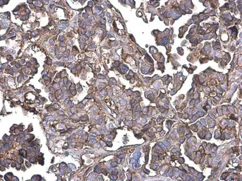 Anti-G protein beta antibody used in IHC (Paraffin sections) (IHC-P). GTX133801