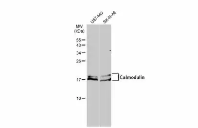 Anti-Calmodulin antibody used in Western Blot (WB). GTX133805
