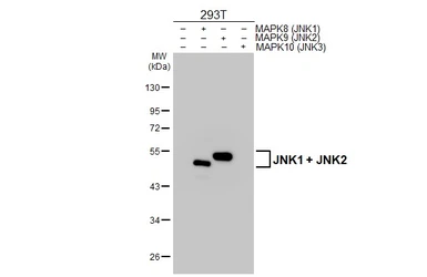 Anti-JNK1 + JNK2 antibody used in Western Blot (WB). GTX133806
