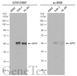 Anti-GFI1 antibody used in Western Blot (WB). GTX133807