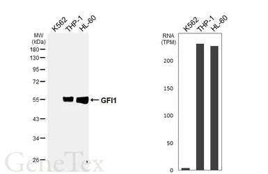Anti-GFI1 antibody used in Western Blot (WB). GTX133807