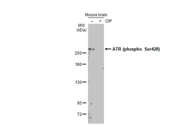Anti-ATR (phospho Ser428) antibody used in Western Blot (WB). GTX133852