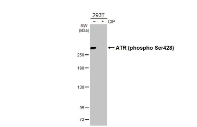 Anti-ATR (phospho Ser428) antibody used in Western Blot (WB). GTX133852