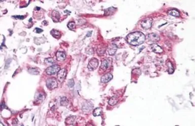 Anti-NEK6 antibody used in IHC (Paraffin sections) (IHC-P). GTX13387