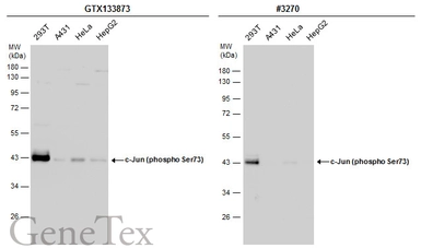 Anti-c-Jun (phospho Ser73) antibody used in Western Blot (WB). GTX133873
