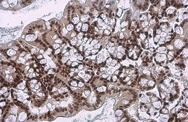 Anti-c-Jun (phospho Ser73) antibody used in IHC (Paraffin sections) (IHC-P). GTX133873