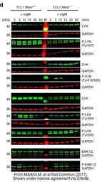 Anti-Lck (phospho Tyr394) antibody used in Western Blot (WB). GTX133876