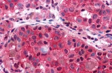 Anti-P2Y6 antibody used in IHC (Paraffin sections) (IHC-P). GTX13391