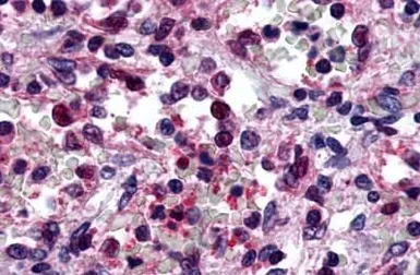 Anti-P2Y6 antibody used in IHC (Paraffin sections) (IHC-P). GTX13391