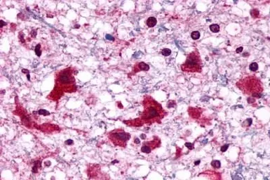 Anti-P2Y6 antibody used in IHC (Paraffin sections) (IHC-P). GTX13391