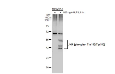 Anti-JNK (phospho Thr183/Tyr185) antibody used in Western Blot (WB). GTX133934