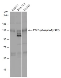 Anti-PYK2 (phospho Tyr402) antibody used in Western Blot (WB). GTX133940