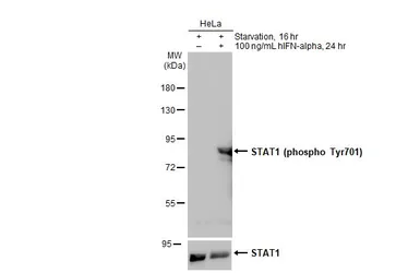 Anti-STAT1 (phospho Tyr701) antibody used in Western Blot (WB). GTX133944
