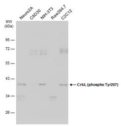 Anti-CrkL (phospho Tyr207) antibody used in Western Blot (WB). GTX133949