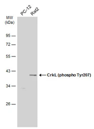 Anti-CrkL (phospho Tyr207) antibody used in Western Blot (WB). GTX133949