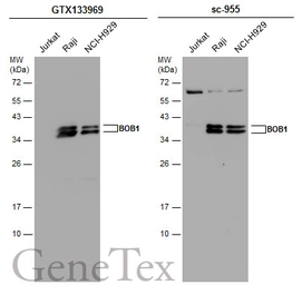 Anti-BOB1 antibody used in Western Blot (WB). GTX133969
