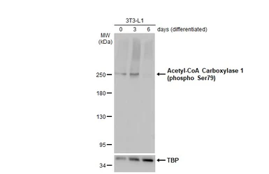 Anti-Acetyl-CoA Carboxylase 1 (phospho Ser79) antibody used in Western Blot (WB). GTX133974