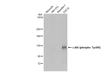 Anti-c-Abl (phospho Tyr245) antibody used in Western Blot (WB). GTX133980