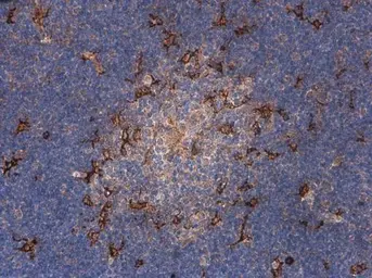 Anti-C1qA antibody used in IHC (Paraffin sections) (IHC-P). GTX134007