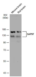 Anti-SAP97 antibody used in Western Blot (WB). GTX134011