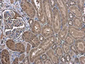 Anti-DOPA Decarboxylase antibody used in IHC (Paraffin sections) (IHC-P). GTX134053