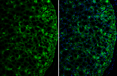 Anti-DOPA Decarboxylase antibody used in IHC (Frozen sections) (IHC-Fr). GTX134053