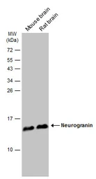 Anti-Neurogranin antibody used in Western Blot (WB). GTX134074