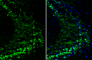 Anti-Neurogranin antibody used in IHC (Frozen sections) (IHC-Fr). GTX134074