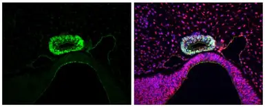 Anti-LHX3 antibody used in IHC (Paraffin sections) (IHC-P). GTX134076
