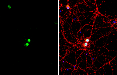 Anti-LHX3 antibody used in Immunocytochemistry/ Immunofluorescence (ICC/IF). GTX134076