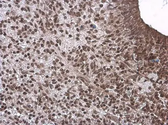 Anti-Neurogenin 1 antibody used in IHC (Paraffin sections) (IHC-P). GTX134080