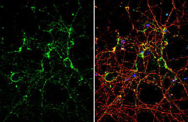 Anti-NMDAR2A antibody used in Immunocytochemistry/ Immunofluorescence (ICC/IF). GTX134086