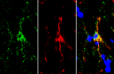 Anti-TMEM119 antibody used in IHC (Frozen sections) (IHC-Fr). GTX134087
