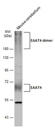 Anti-EAAT4 antibody used in Western Blot (WB). GTX134097