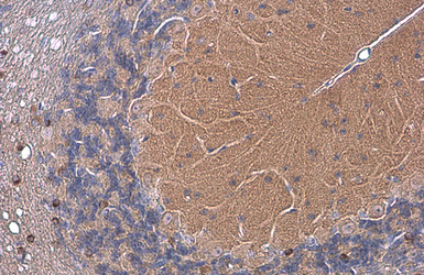 Anti-EAAT4 antibody used in IHC (Paraffin sections) (IHC-P). GTX134097