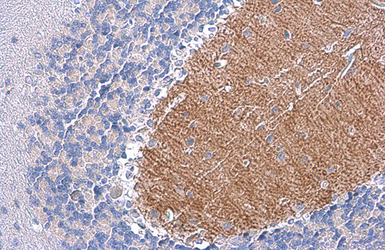 Anti-EAAT4 antibody used in IHC (Paraffin sections) (IHC-P). GTX134097