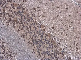 Anti-HuD antibody used in IHC (Paraffin sections) (IHC-P). GTX134099