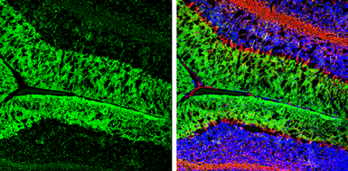 Anti-EAAT4 antibody used in IHC (Frozen sections) (IHC-Fr). GTX134100